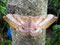 Saturnia cachara, Saturniidae (Moore 1872)