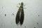 Dobsonfly (Acanthacorydalis sp.) Foto: Ulrich Scheidt