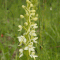 Platanthera chloranta, photo Véronique Dumas