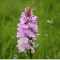 Dactylorhiza maculata, photo Véronique Dumas