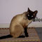 115-2011 Fox