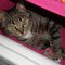 30-2011 Lolita
