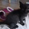 116-2011 Kira