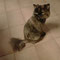 77-2011 Brownie