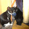 85-2011 Kitty