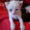74-2011 Nala