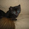 12-2011 Bastet (Lorien)