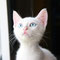 64-2011 Shera
