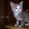 122-2011 Ryana