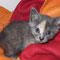 35-2011 Nina