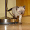 34-2011 Tana