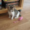 95-2012 Mel