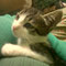 44-2011 Bibi (Andy)