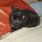 13-2011 Luna (Arwen)