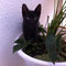 53-2011 Bagheera