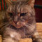 34-2012 Sirka