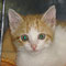 75-2011 Suri