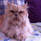 75-2012 Aslan