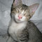 94-2011 Pilota (Wilma)