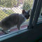 111-2011 Diana