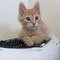 91-2011 Momo