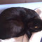 32-2012 Ambar (Nefer)