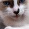 99-2011 Kitty
