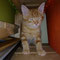 101-2011 Alf
