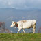 la mucca!