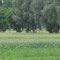 Volksradln 2012