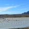 Oui, il y a souvent des flamands roses en Patagonie!