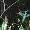 Colibri