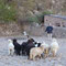 Moutons attendant les instructions du berger des Pyrénées