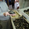 Des moules grandes comme la main!