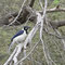 Oiseau aperçu dans la réserve de Ferranafe
