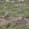 Chouettes chevêches