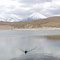 Parinacota