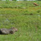 Capibara et biche de Devaucel
