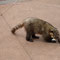 Coati