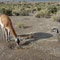 Mais c'est qu'il boit dans mon bol, ce bougre de guanaco!