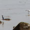Sur le rivage de l'océan