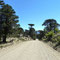 Araucarias