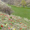 Tulipes sauvages