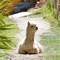 Trop mignon cet alpaca, mais Farouche ne veut pas laisser sa place