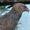 Aigle orné