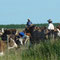 Gauchos au travail