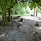 Famille de capibaras