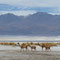 Salar de Ascotan
