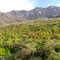 Champ de tulipes renversées