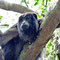 Singe hurleur